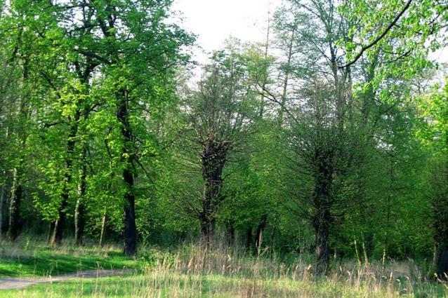 Palac Brody Buitenkant foto